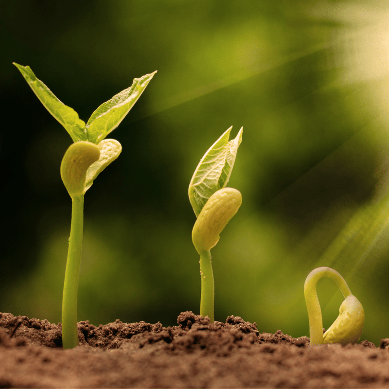 Sprouting Science:  Rich Nuts 24 April 2020 Newsletter